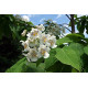 Loistotrumpettipuu 'Pulverulenta' (Catalpa speciosa 'Pulverulenta')